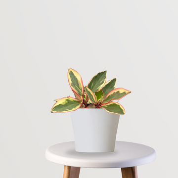 Peperomia Ginny for tabletop decor